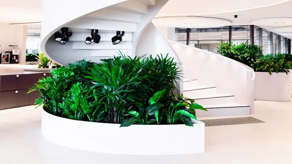 ambius-product-image-plant-envir
