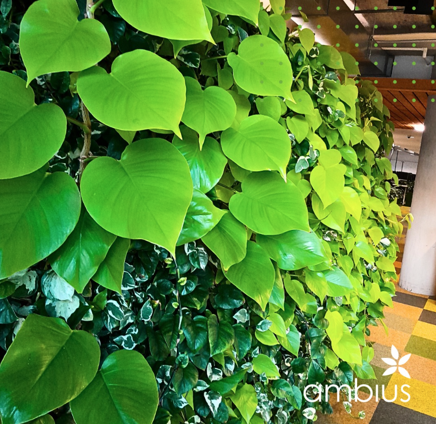 Ambius | Designing with Interior Plantscaping: Creating Healthy, Sustainable, Thriving Indoor Environments