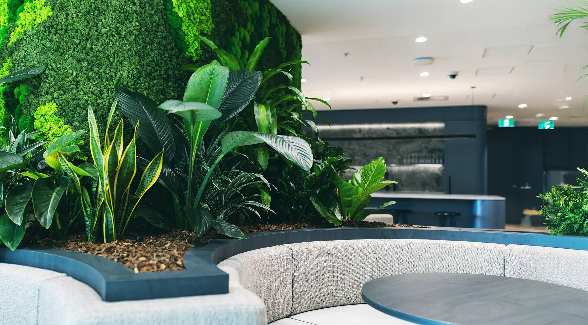 Green Design Indoor Plant Hire